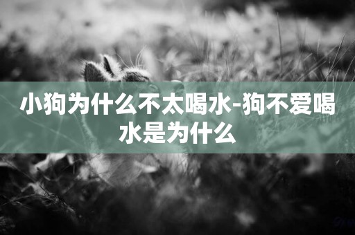 小狗為什么不太喝水-狗不愛喝水是為什么