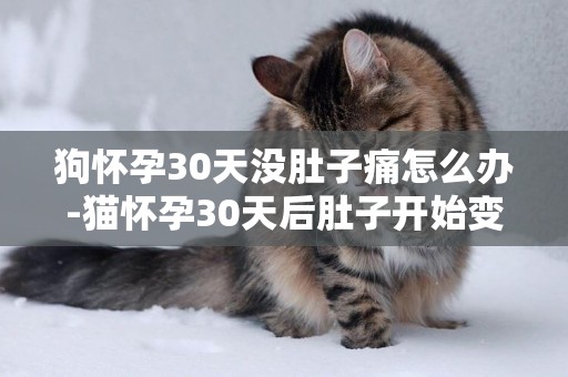 狗懷孕30天沒肚子痛怎么辦-貓懷孕30天后肚子開始變大
