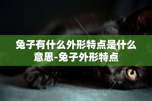 兔子有什么外形特點是什么意思-兔子外形特點