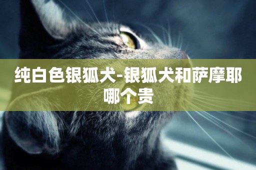純白色銀狐犬-銀狐犬和薩摩耶哪個貴