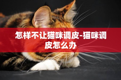 怎樣不讓貓咪調皮-貓咪調皮怎么辦