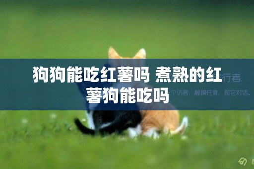狗狗能吃紅薯嗎 煮熟的紅薯狗能吃嗎