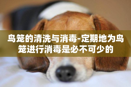 鳥籠的清洗與消毒-定期地為鳥籠進行消毒是必不可少的