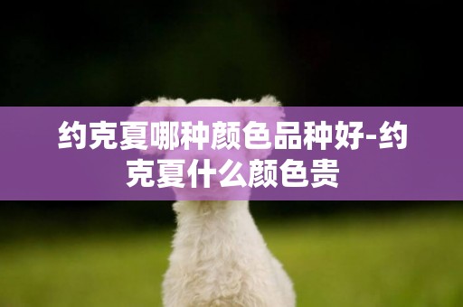 約克夏哪種顏色品種好-約克夏什么顏色貴