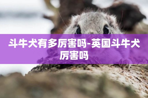 斗牛犬有多厲害嗎-英國斗牛犬厲害嗎