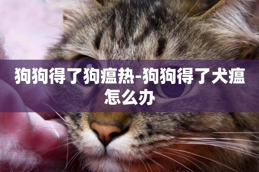 狗狗得了狗瘟熱-狗狗得了犬瘟怎么辦