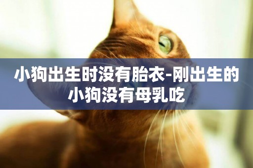 小狗出生時沒有胎衣-剛出生的小狗沒有母乳吃