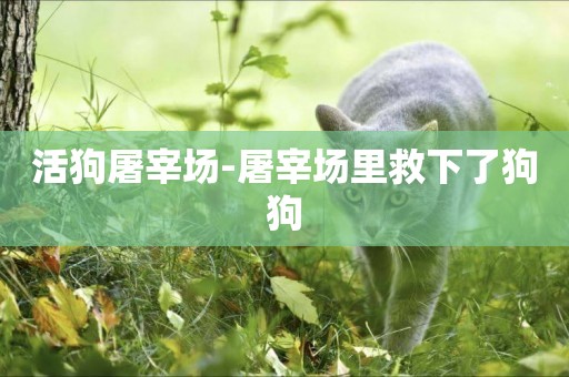 活狗屠宰場-屠宰場里救下了狗狗