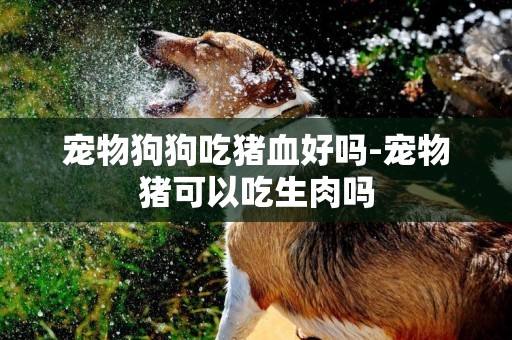 寵物狗狗吃豬血好嗎-寵物豬可以吃生肉嗎