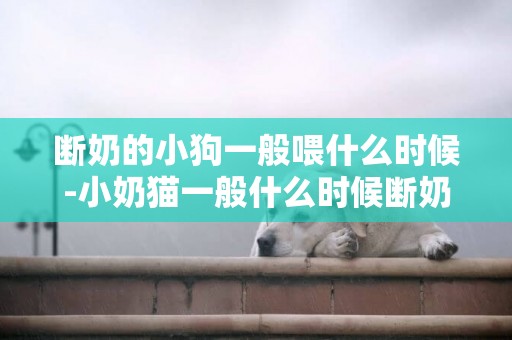 斷奶的小狗一般喂什么時候-小奶貓一般什么時候斷奶比較好