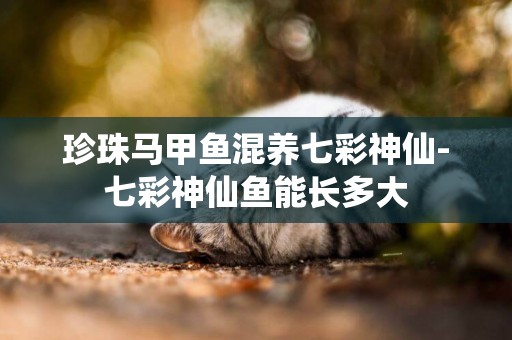 珍珠馬甲魚混養七彩神仙-七彩神仙魚能長多大