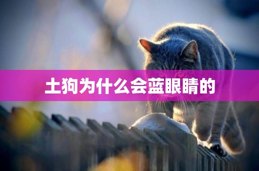 土狗為什么會藍眼睛的