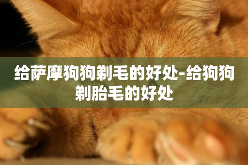 給薩摩狗狗剃毛的好處-給狗狗剃胎毛的好處