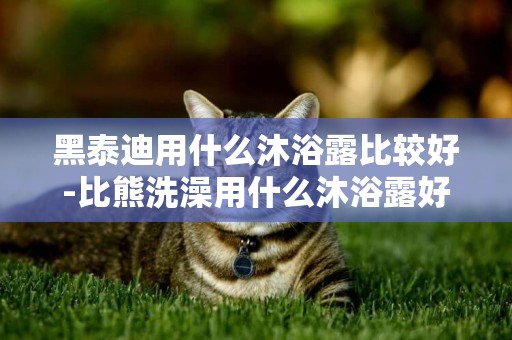 黑泰迪用什么沐浴露比較好-比熊洗澡用什么沐浴露好