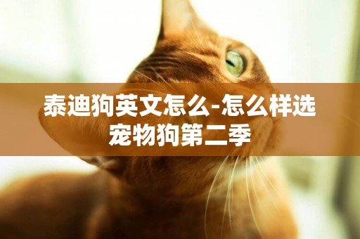 泰迪狗英文怎么-怎么樣選寵物狗第二季