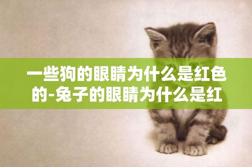 一些狗的眼睛為什么是紅色的-兔子的眼睛為什么是紅的
