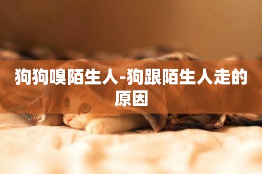 狗狗嗅陌生人-狗跟陌生人走的原因