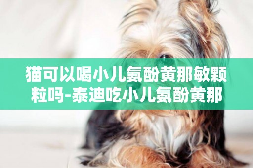 貓可以喝小兒氨酚黃那敏顆粒嗎-泰迪吃小兒氨酚黃那敏顆粒治感冒好嗎