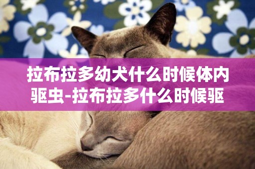 拉布拉多幼犬什么時候體內驅蟲-拉布拉多什么時候驅蟲