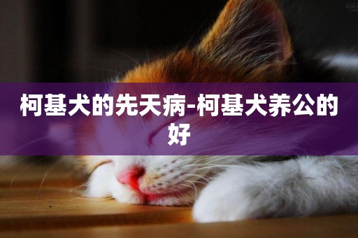 柯基犬的先天病-柯基犬養公的好