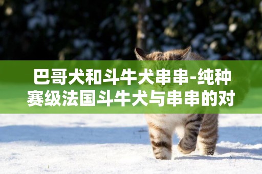巴哥犬和斗牛犬串串-純種賽級法國斗牛犬與串串的對比