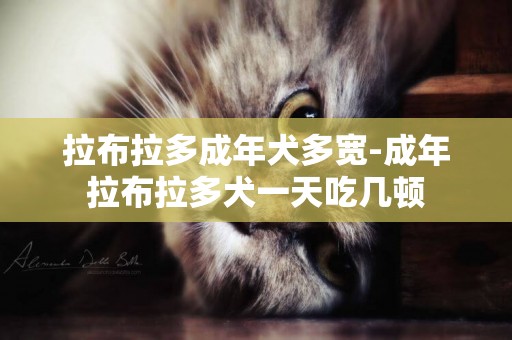 拉布拉多成年犬多寬-成年拉布拉多犬一天吃幾頓