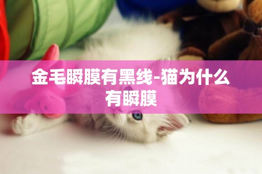 金毛瞬膜有黑線-貓為什么有瞬膜