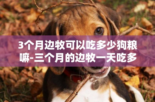 3個月邊牧可以吃多少狗糧嘛-三個月的邊牧一天吃多少狗糧