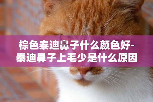 棕色泰迪鼻子什么顏色好-泰迪鼻子上毛少是什么原因