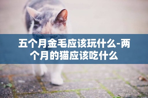 五個月金毛應該玩什么-兩個月的貓應該吃什么