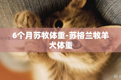 6個月蘇牧體重-蘇格蘭牧羊犬體重