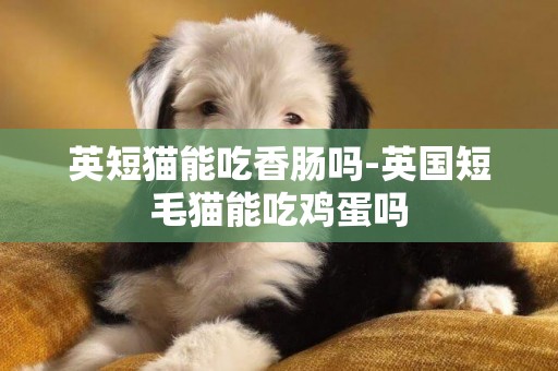 英短貓能吃香腸嗎-英國短毛貓能吃雞蛋嗎