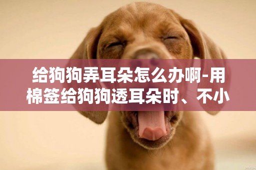 給狗狗弄耳朵怎么辦啊-用棉簽給狗狗透耳朵時、不小心把棉球弄進去了