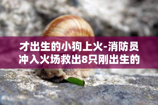 才出生的小狗上火-消防員沖入火場救出8只剛出生的小狗
