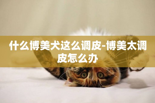 什么博美犬這么調皮-博美太調皮怎么辦