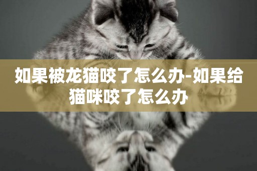 如果被龍貓咬了怎么辦-如果給貓咪咬了怎么辦