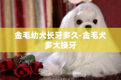 金毛幼犬長牙多久-金毛犬多大換牙