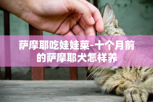 薩摩耶吃娃娃菜-十個月前的薩摩耶犬怎樣養
