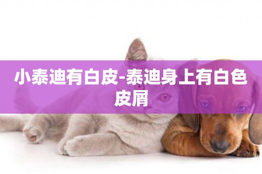 小泰迪有白皮-泰迪身上有白色皮屑