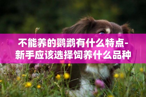 不能養的鸚鵡有什么特點-新手應該選擇飼養什么品種的鸚鵡