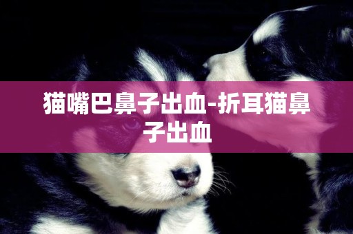 貓嘴巴鼻子出血-折耳貓鼻子出血