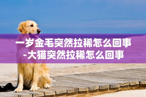 一歲金毛突然拉稀怎么回事-大貓突然拉稀怎么回事