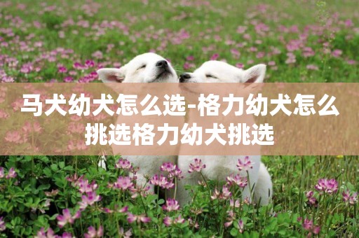 馬犬幼犬怎么選-格力幼犬怎么挑選格力幼犬挑選
