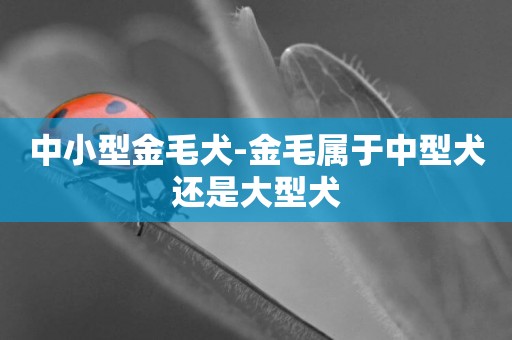 中小型金毛犬-金毛屬于中型犬還是大型犬