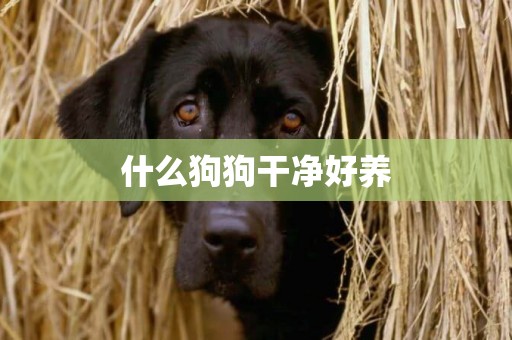 什么狗狗干凈好養