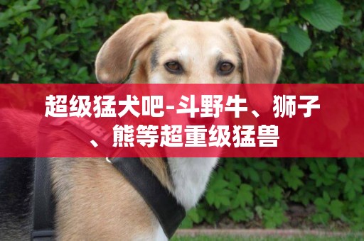 超級猛犬吧-斗野牛、獅子、熊等超重級猛獸