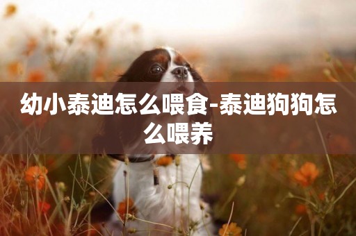 幼小泰迪怎么喂食-泰迪狗狗怎么喂養