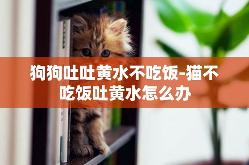 狗狗吐吐黃水不吃飯-貓不吃飯吐黃水怎么辦