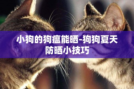 小狗的狗瘟能曬-狗狗夏天防曬小技巧