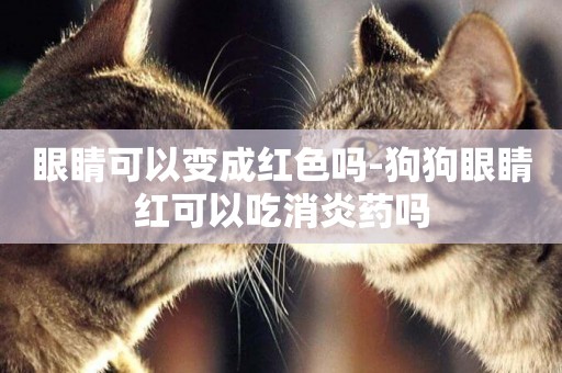 眼睛可以變成紅色嗎-狗狗眼睛紅可以吃消炎藥嗎